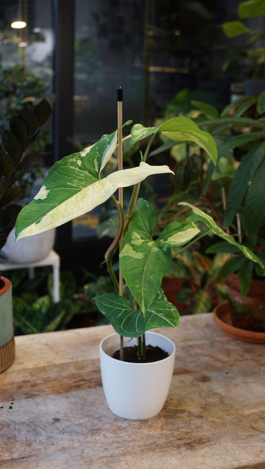 Syngonium Batik Variegata