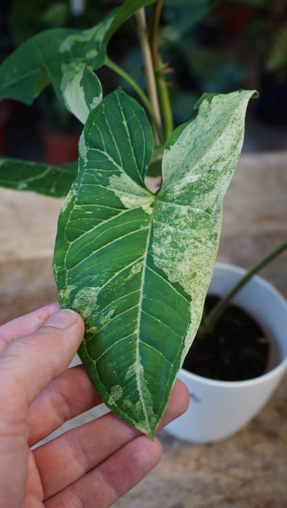 Syngonium Batik Variegata