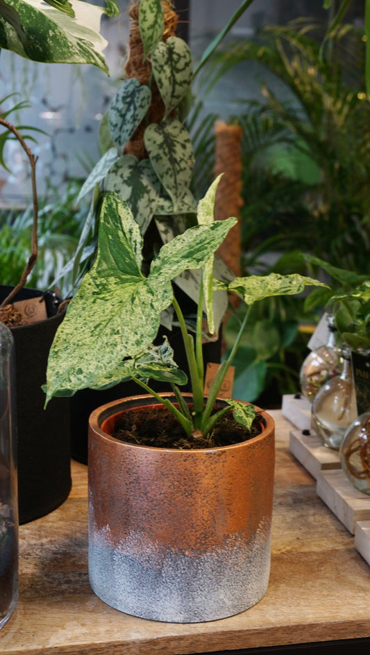 Syngonium Mojito