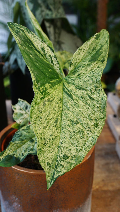 Syngonium Mojito