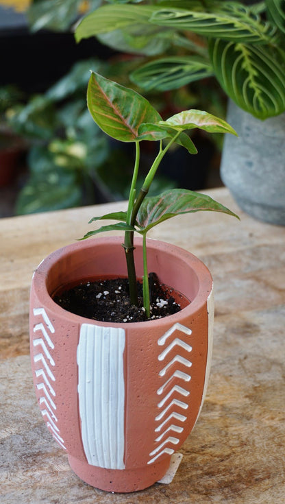 Syngonium Pink Margarita