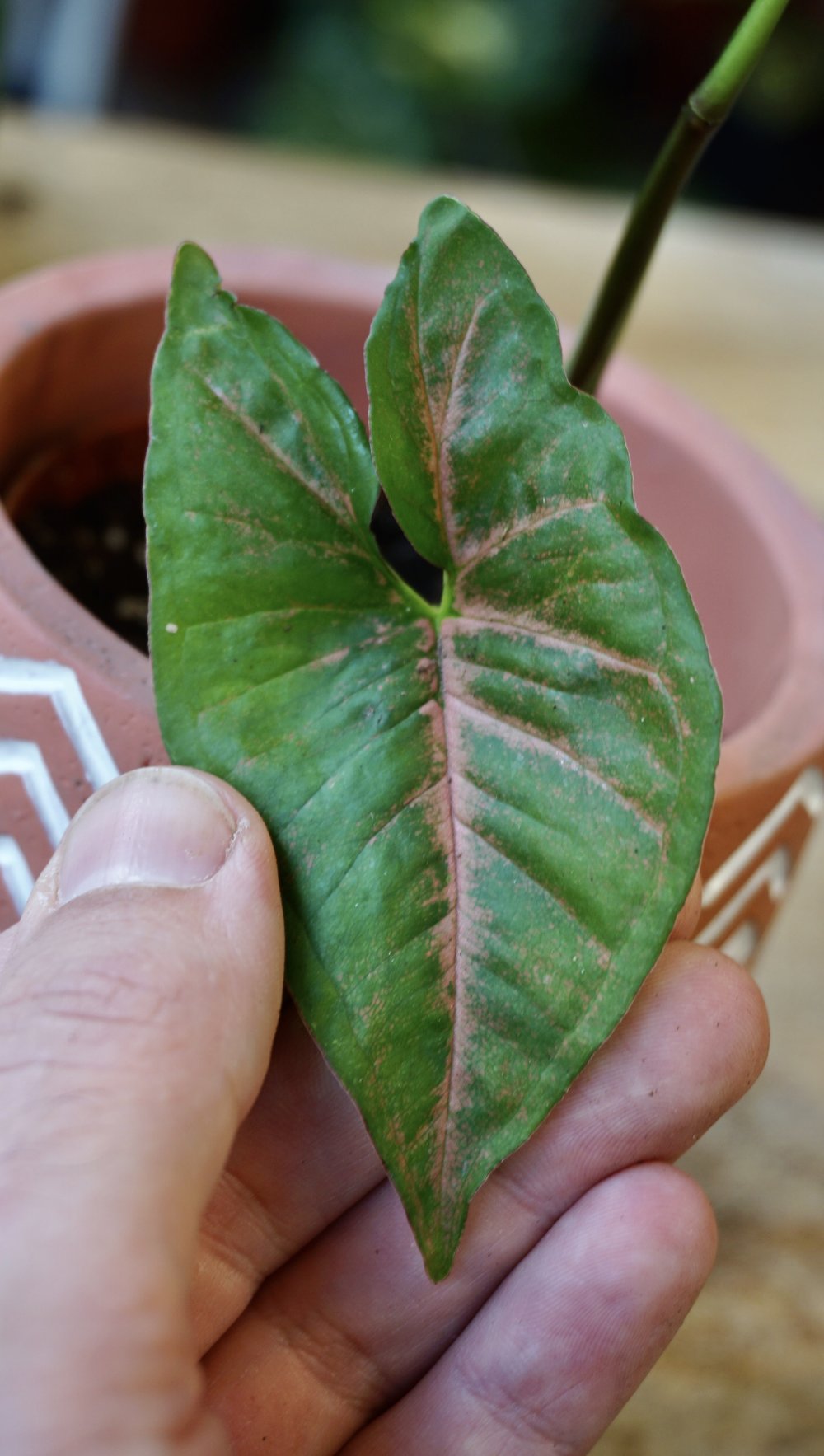 Syngonium Pink Margarita