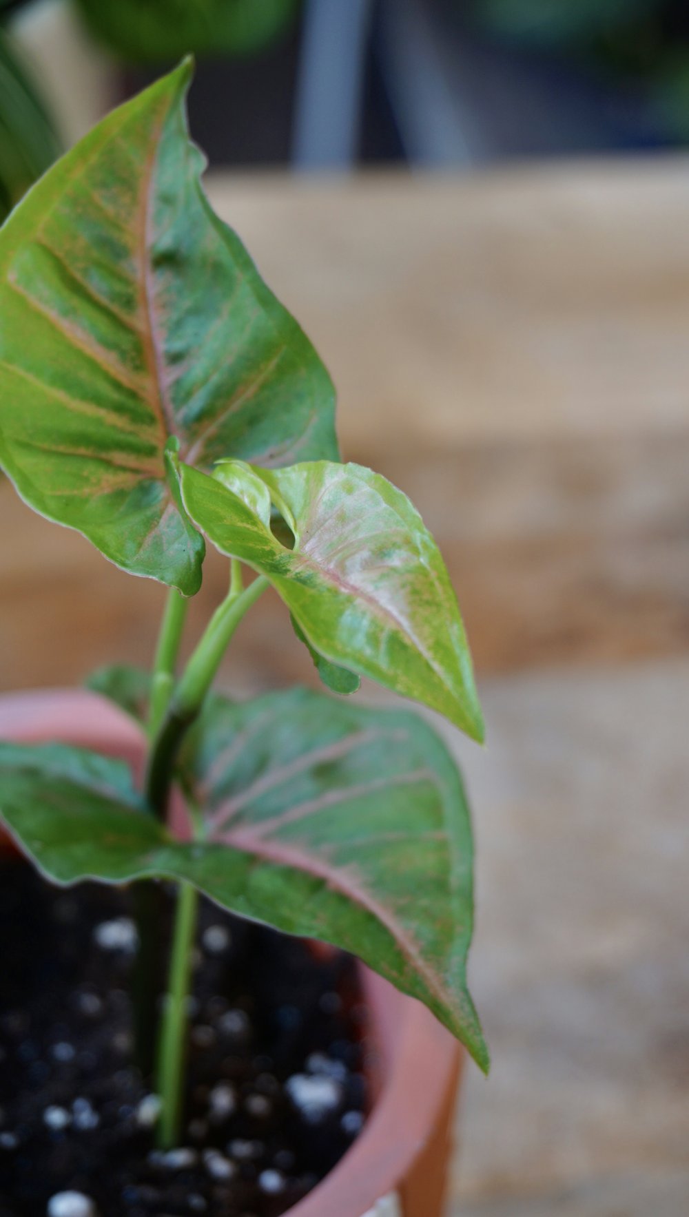 Syngonium Pink Margarita