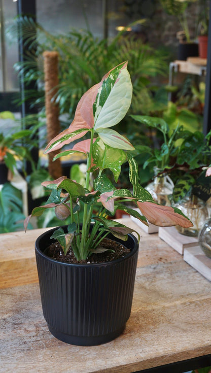 syngonium indoor plant Syngonium Red Spot Tricolor