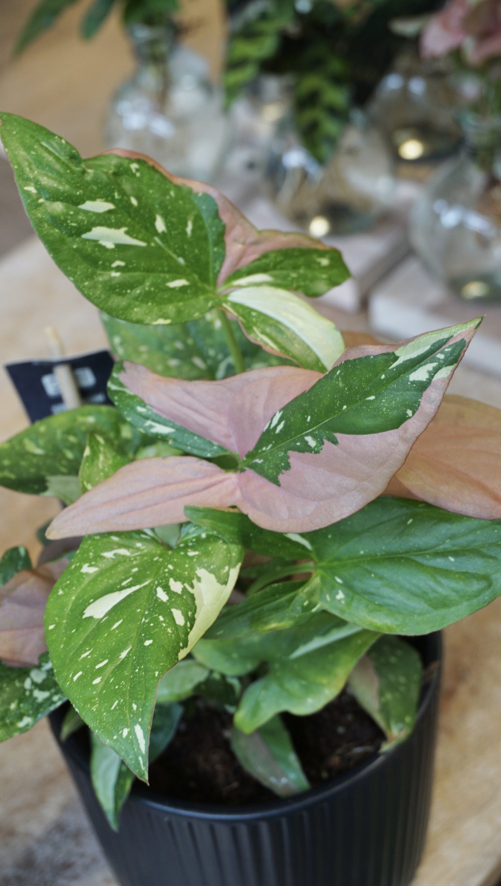 Syngonium Red Spot Tricolor