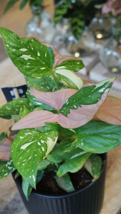 Syngonium Red Spot Tricolor