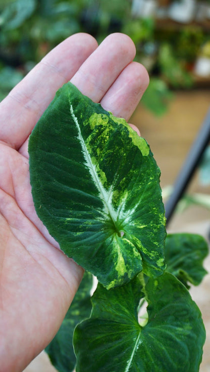 Syngonium Scrambled Eggs