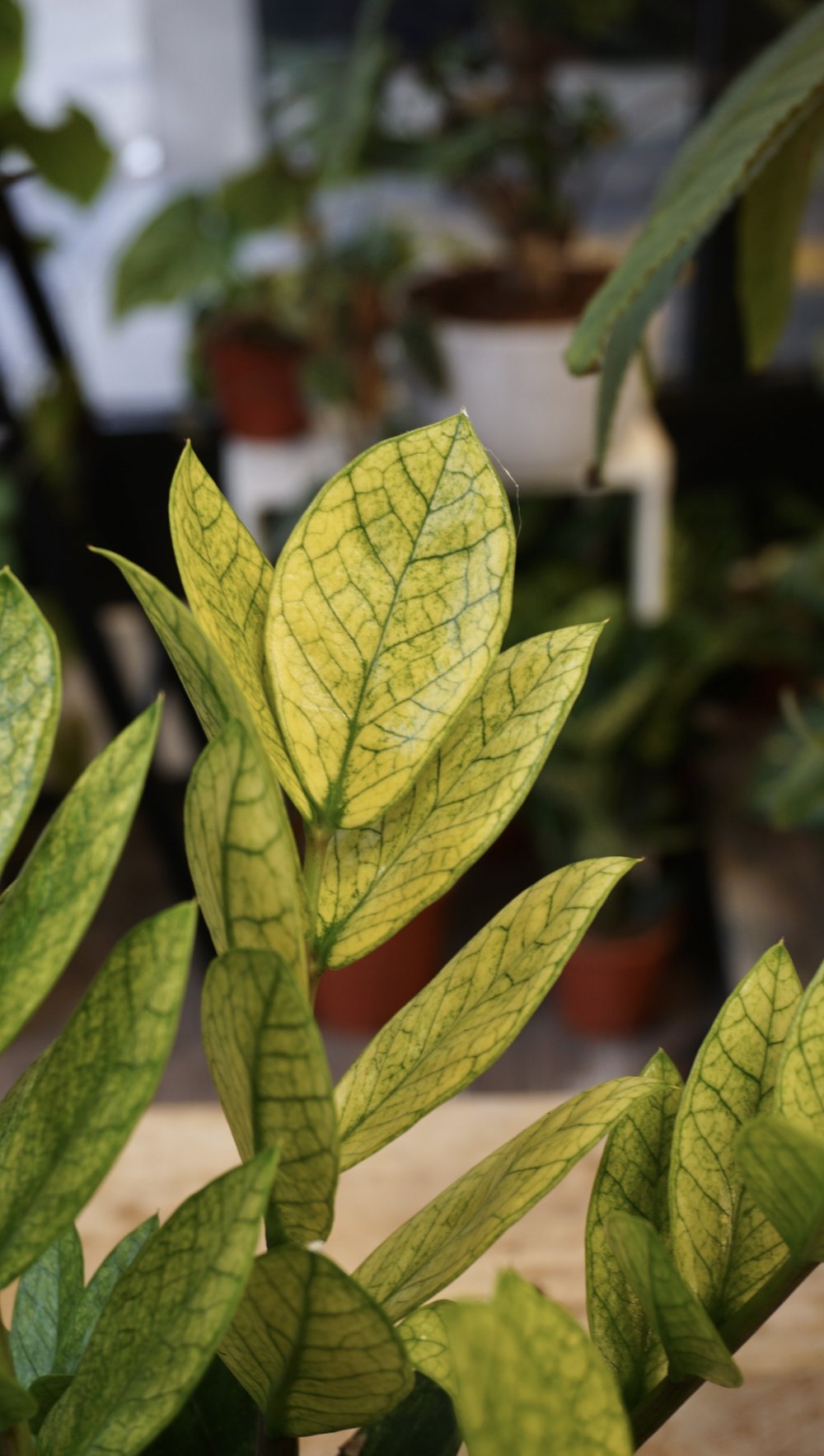 chameleon zz plant rare ZZ Chameleon - Studio Plantes