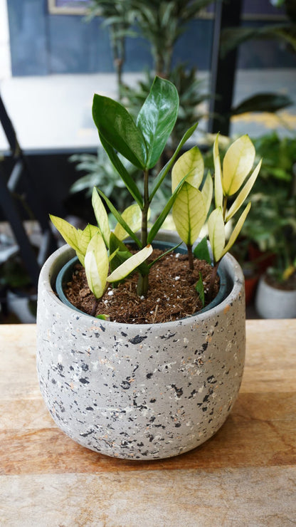 Zamioculcas ZZ Chameleon – Plante d'intérieur rare Studio Plantes