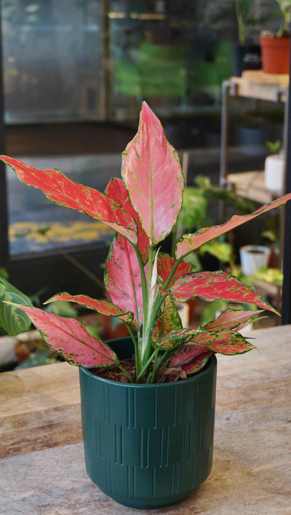 Aglaonema Cherry Baby