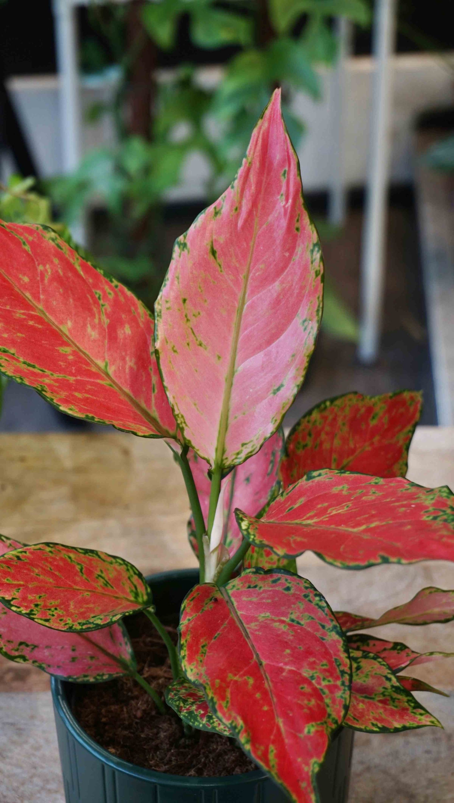 Aglaonema Cherry Baby