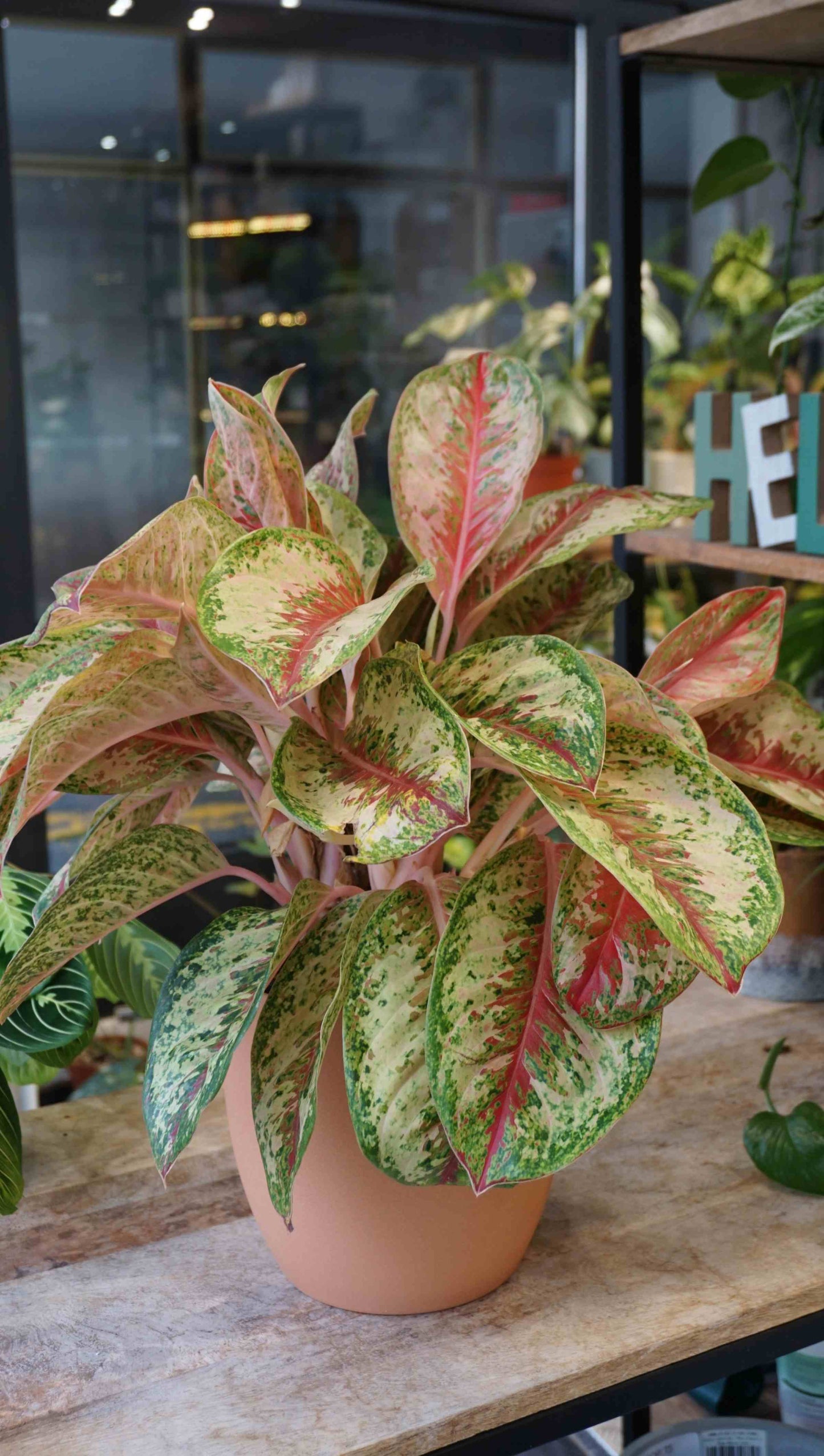 aglaonema two tone moonstone Aglaonema Painted Celebration