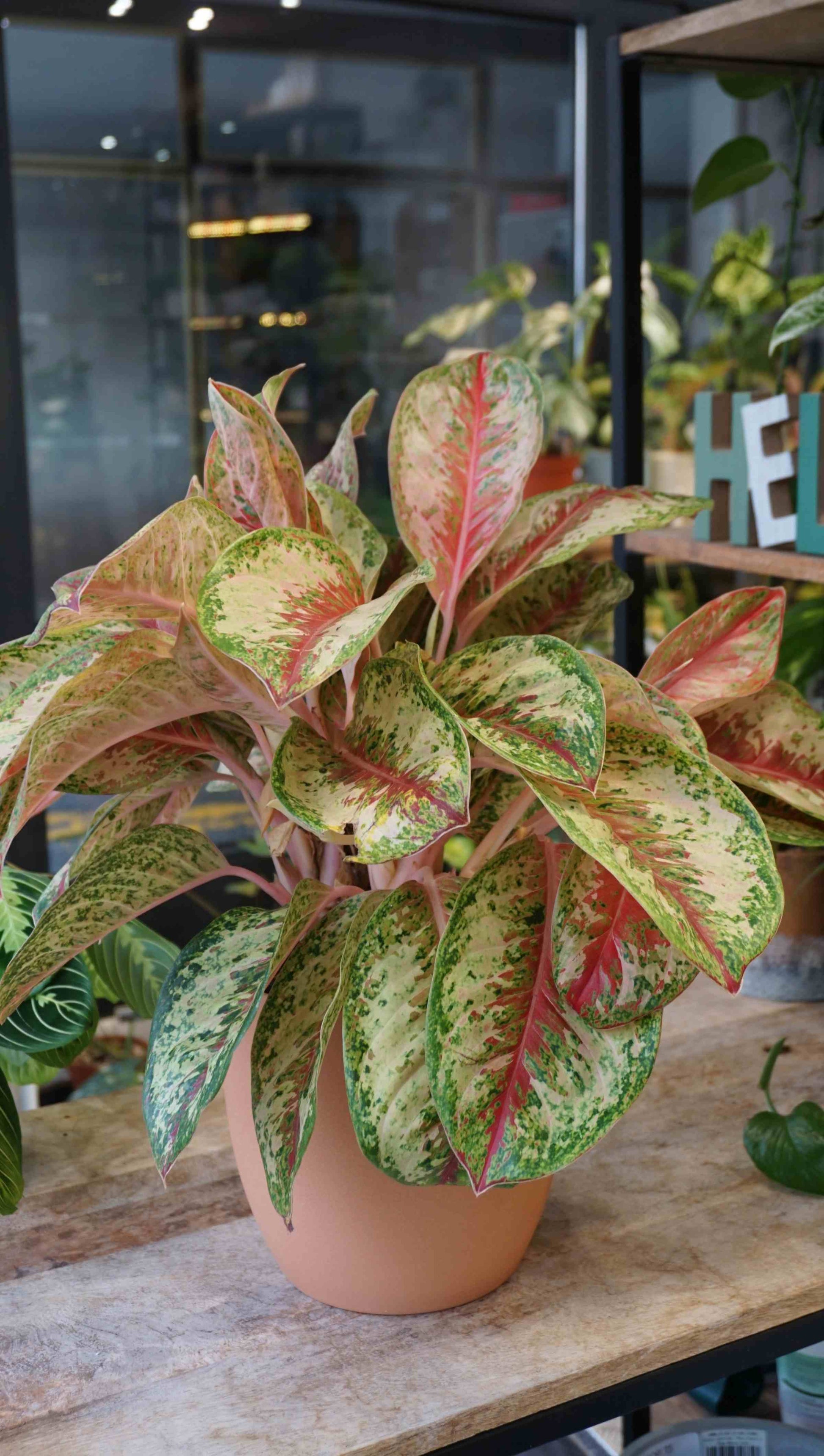 aglaonema two tone Aglaonema Painted Celebration