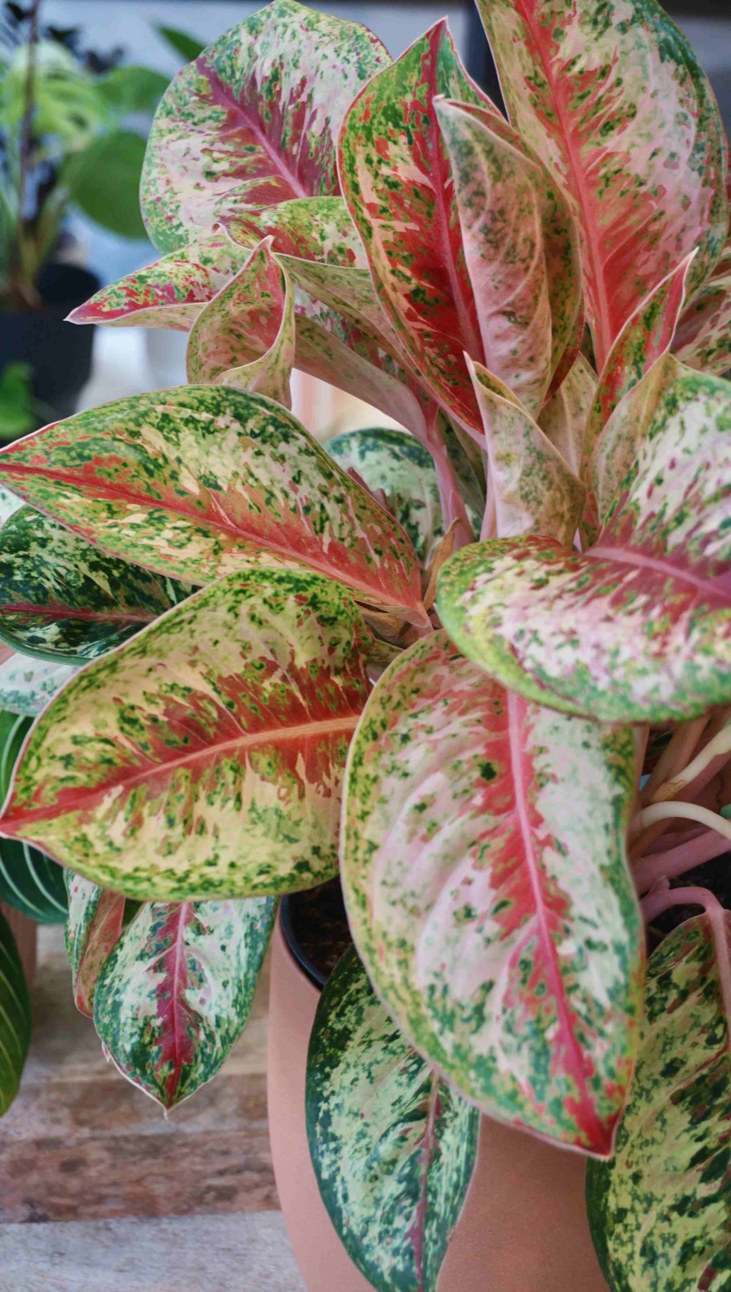 aglaonema two tone moonstone Aglaonema Painted Celebration