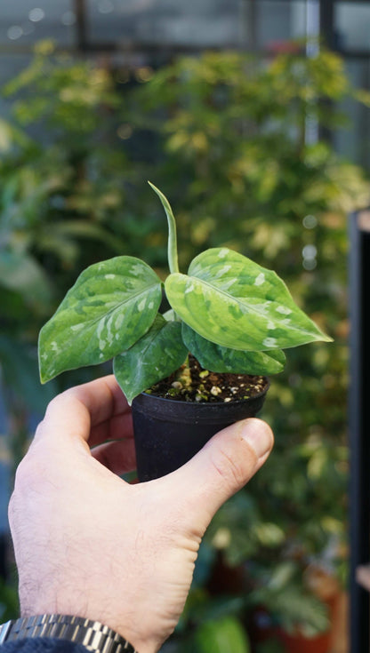 Aglaonema Pictum Tricolore studio plantes rares jungle jardinerie strasbourg rare plant shop online pflazen in hand for scale