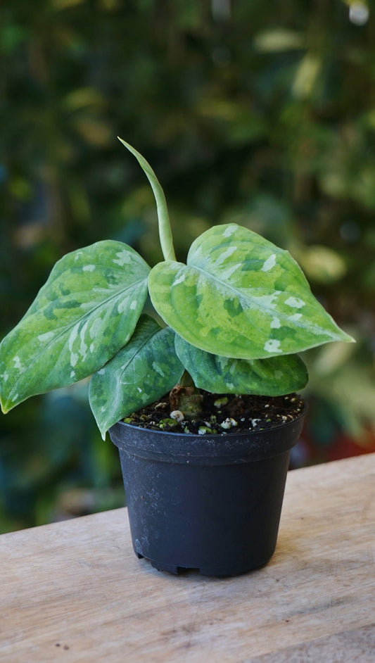 Aglaonema Pictum Tricolore studio plantes rares jungle jardinerie strasbourg rare plant shop online pflazen 