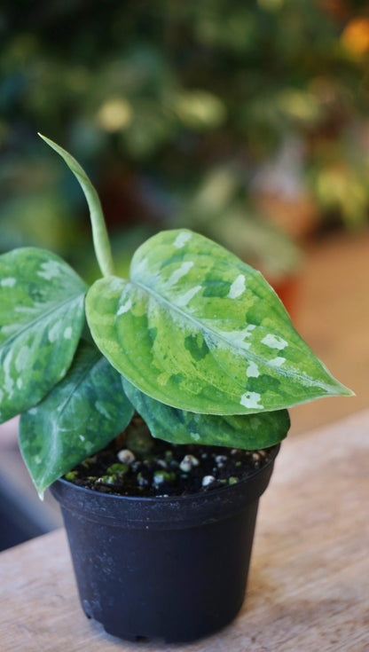 Aglaonema Pictum Tricolore studio plantes rares jungle jardinerie strasbourg rare plant shop online pflazen camouflage leaf zoom