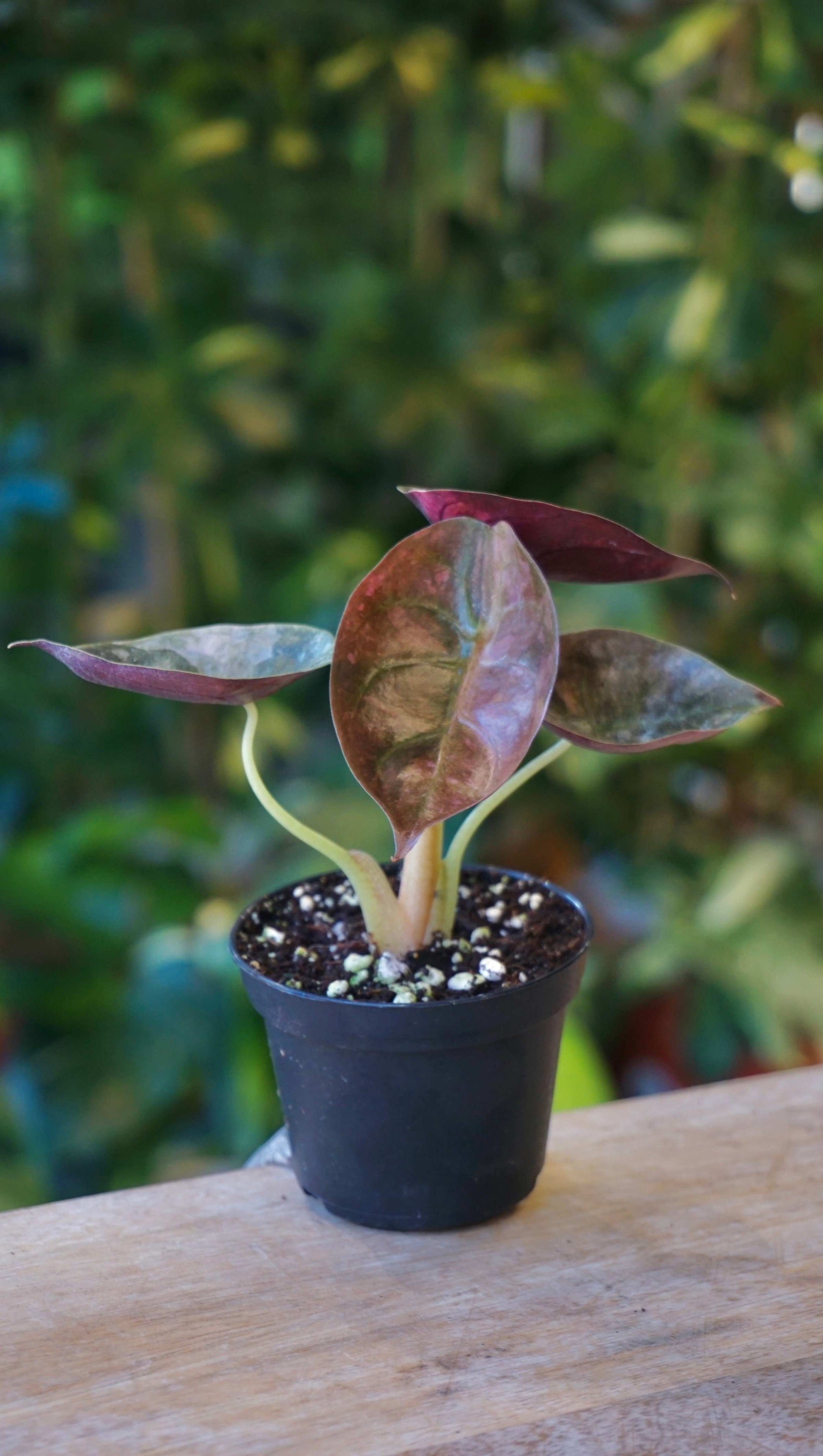 Alocasia Cuprea Variegata studio plantes rares jungle jardinerie strasbourg rare plant shop online pflanzen 