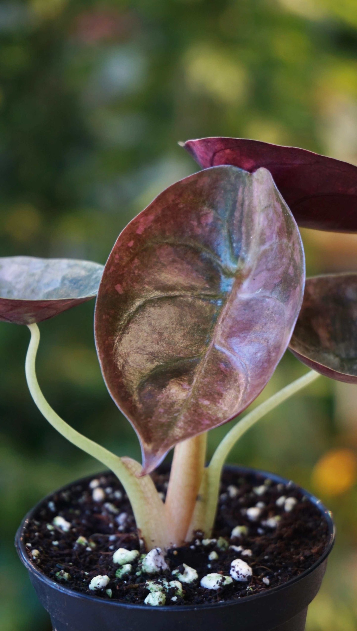 Alocasia Cuprea Variegata studio plantes rares jungle jardinerie strasbourg rare plant shop online pflanzen new leaf