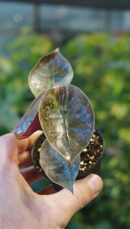 Alocasia Cuprea Variegata studio plantes rares jungle jardinerie strasbourg rare plant shop online pflanzen other side