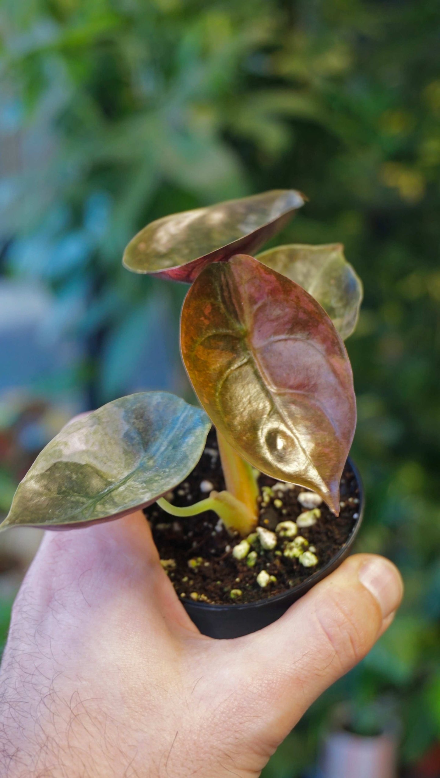 Alocasia Cuprea Variegata studio plantes rares jungle jardinerie strasbourg rare plant shop online pflanzen other angle for colour