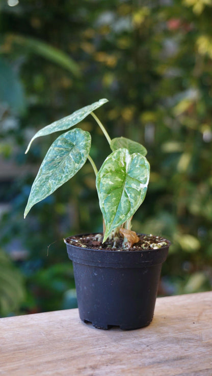 Alocasia Dragon Scale Mint Baby studio plantes rares jungle jardinerie strasbourg france rare plant shop online pflanzen second specimen