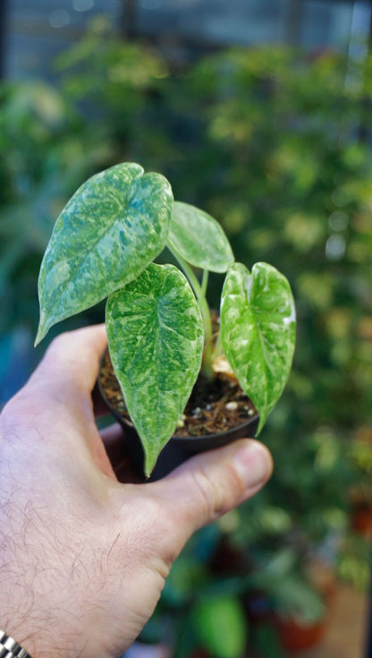 Alocasia Dragon Scale Mint Baby studio plantes rares jungle jardinerie strasbourg france rare plant shop online pflanzen plant zoom