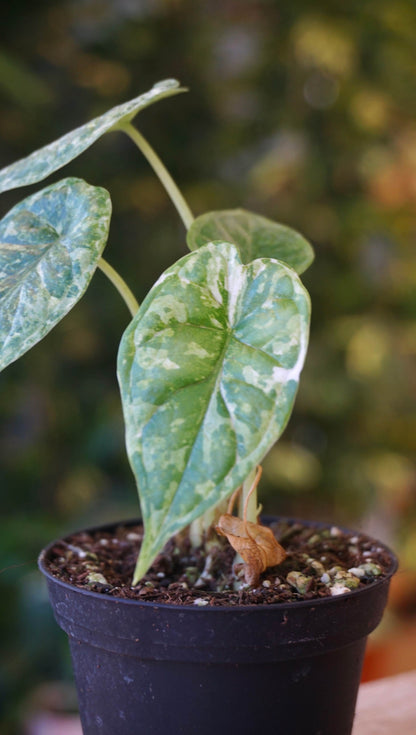 Alocasia Dragon Scale Mint Baby studio plantes rares jungle jardinerie strasbourg france rare plant shop online pflanzen leaf zoom