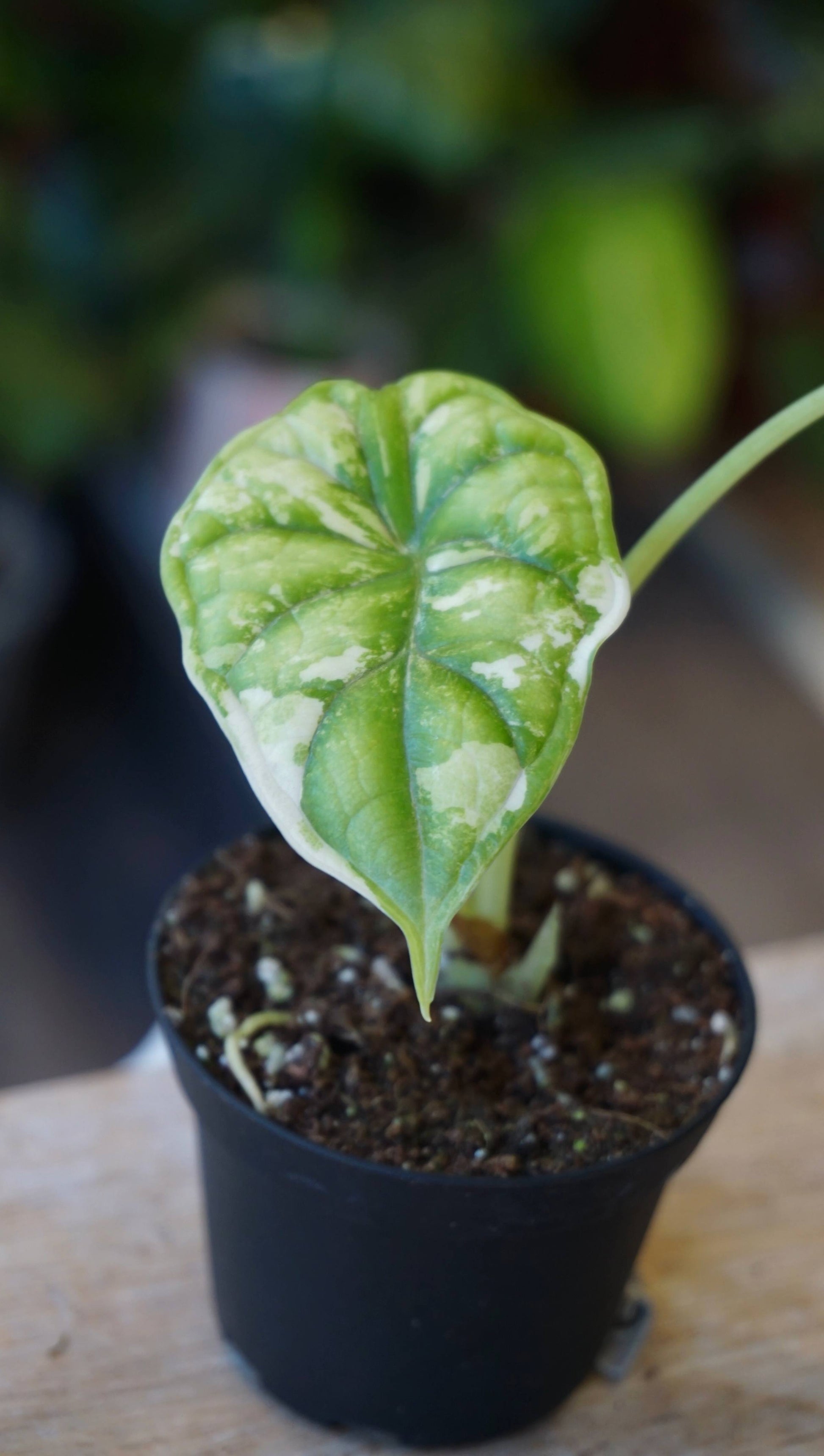 Alocasia Dragon Scale Mint Baby studio plantes rares jungle jardinerie strasbourg france rare plant shop online pflanzen leaf zoom