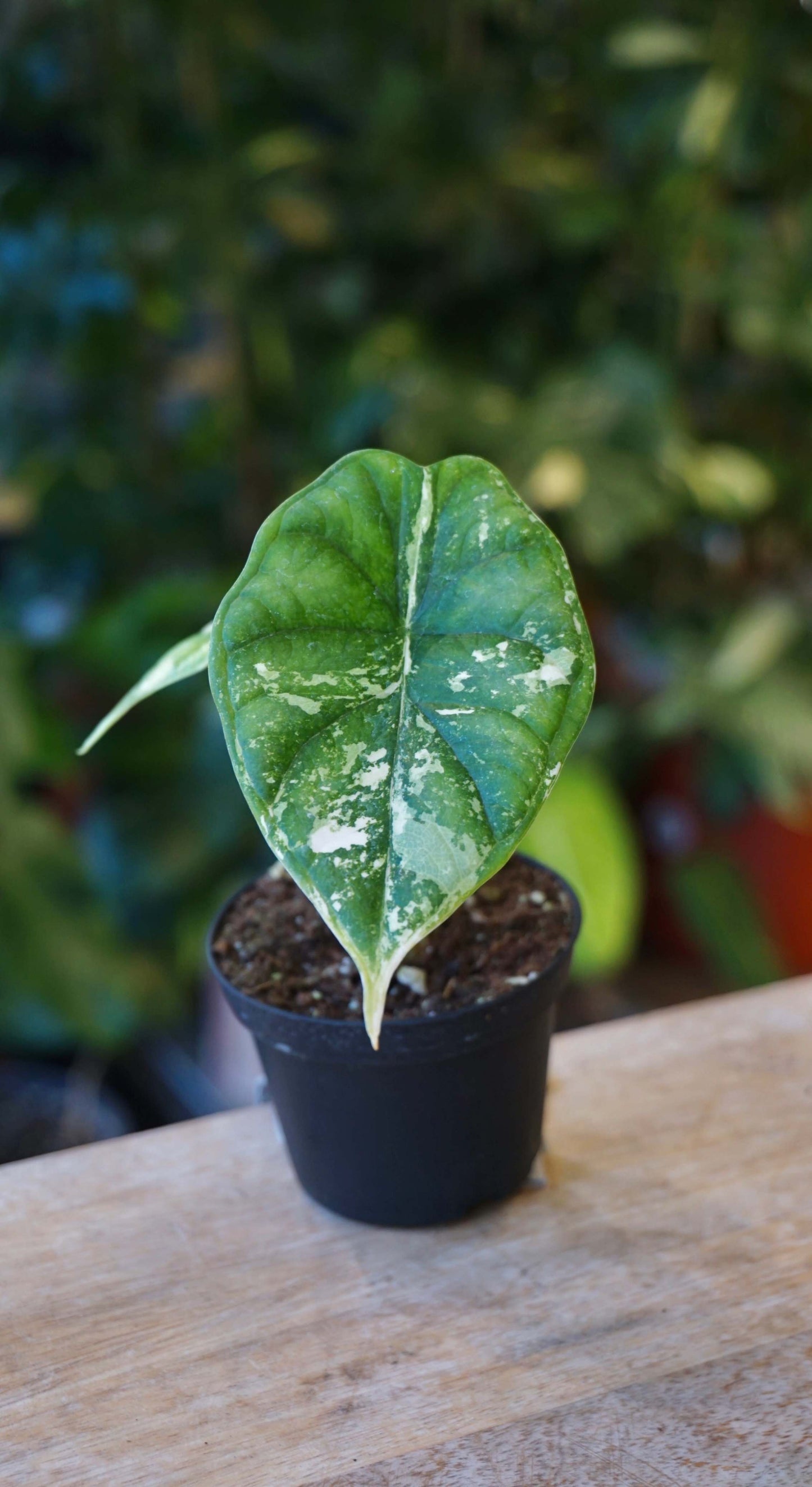 Alocasia Dragon Scale Mint Baby studio plantes rares jungle jardinerie strasbourg france rare plant shop online pflanzen 