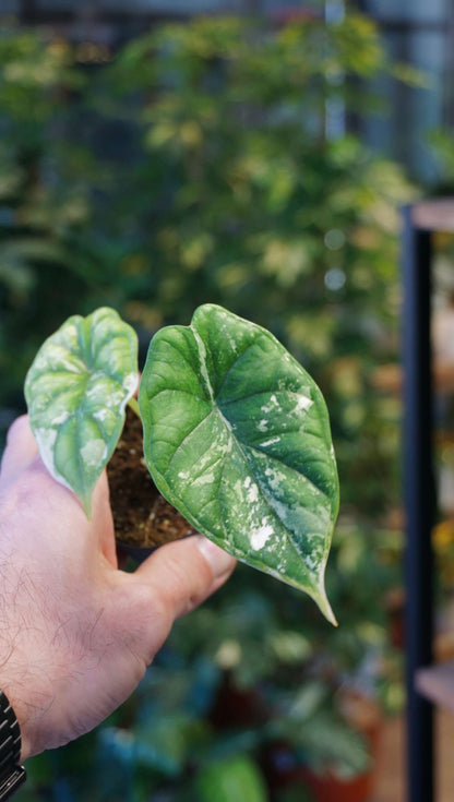 Alocasia Dragon Scale Mint Baby studio plantes rares jungle jardinerie strasbourg france rare plant shop online pflanzen other angle