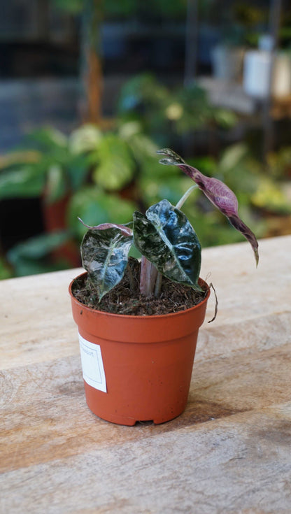 Alocasia Polly Variegata studio plantes rares jungle jardinerie strasbourg plant online side on table