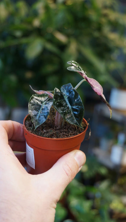 Alocasia Polly Variegata studio plantes rares jungle jardinerie strasbourg plant online side