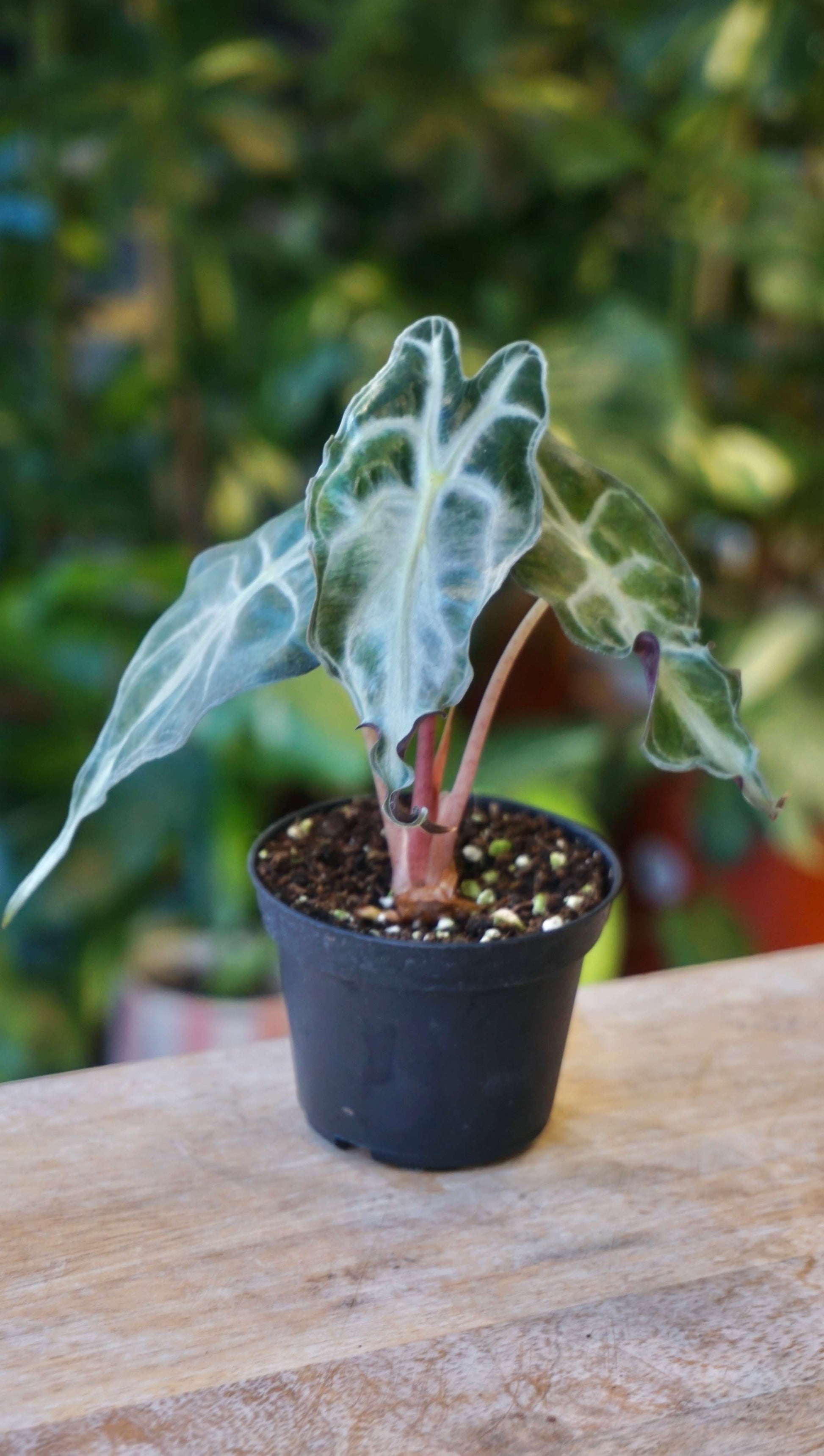 Alocasia Venom baby studio plantes rares jungle jardinerie strasbourg rare plant shop online pflanzen 