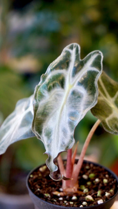 Alocasia Venom baby studio plantes rares jungle jardinerie strasbourg rare plant shop online pflanzen leaf zoom