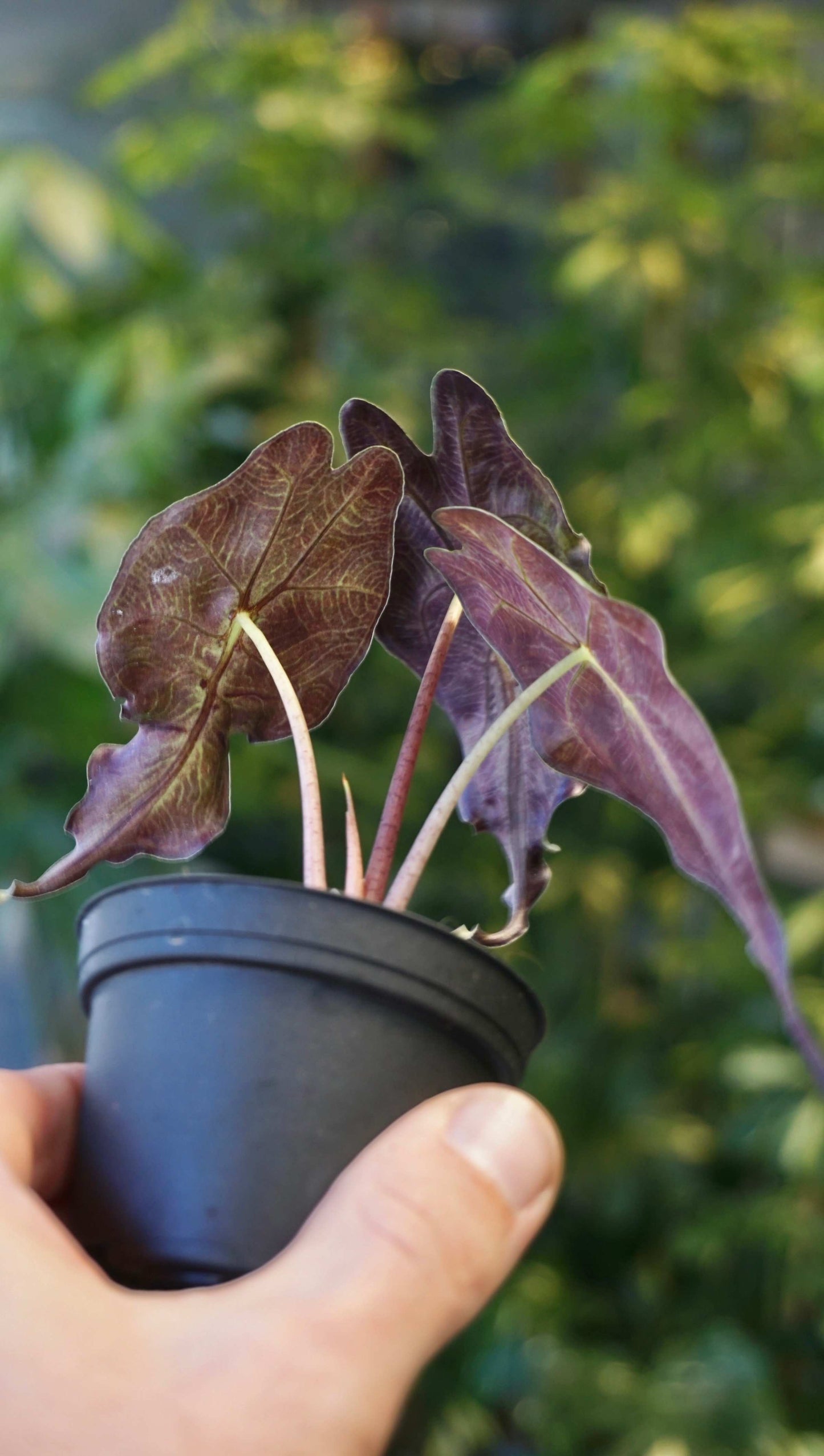 Alocasia Venom baby studio plantes rares jungle jardinerie strasbourg rare plant shop online pflanzen back of the leaves