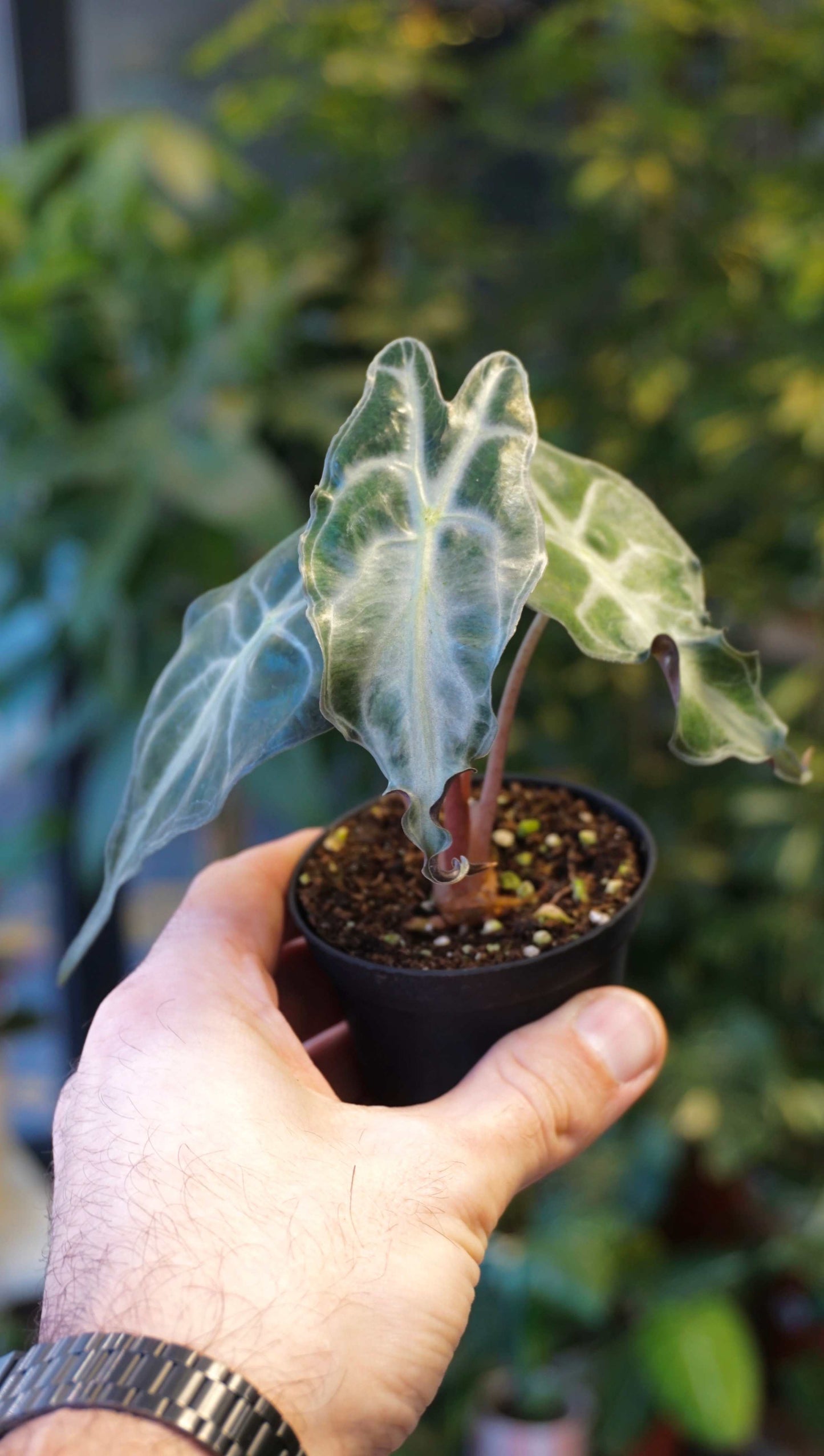 Alocasia Venom baby studio plantes rares jungle jardinerie strasbourg rare plant shop online pflanzen in hand for scale