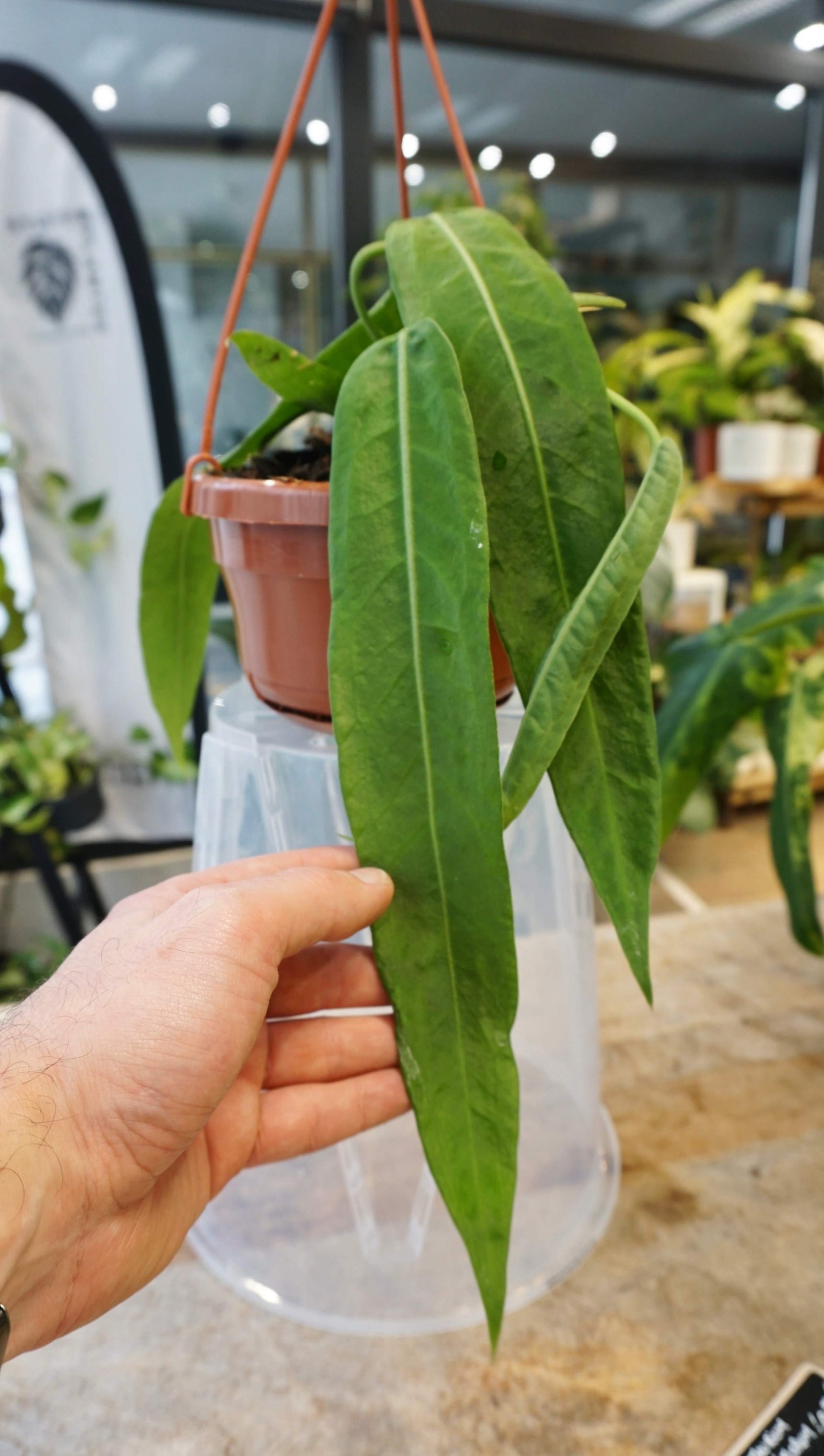 philodendron pallidiflorum Anthurium Pallidiflorum