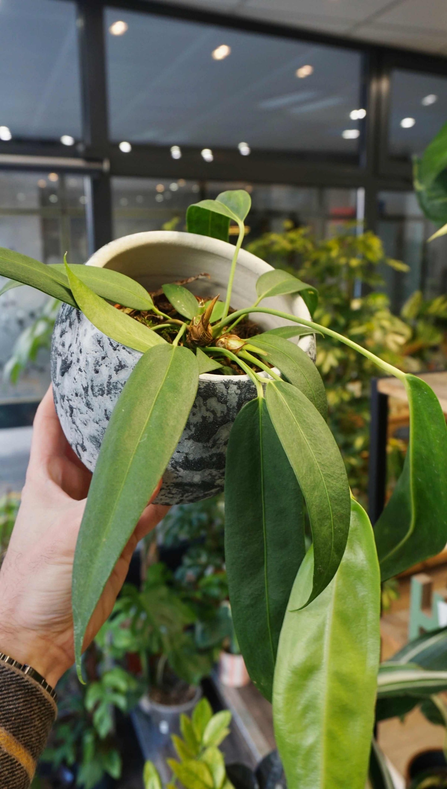 Anthurium Wendlingerii studio plantes rares jungle jardinerie strasbourg rare plant shop online pflanzen pot zoom