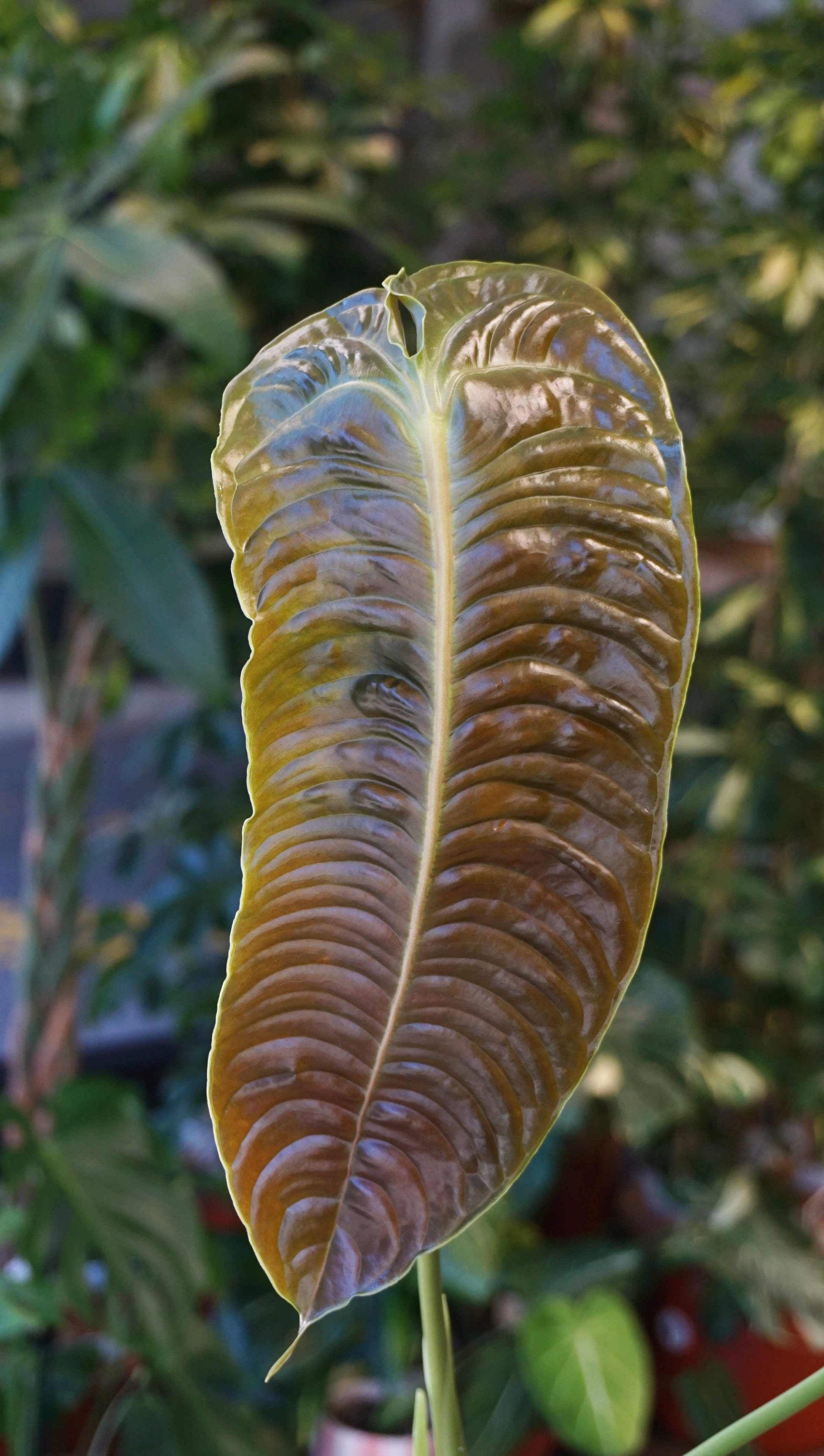anthurium braune blätter Anthurium Veitchii Schmal | Seltene Zimmerpflanze