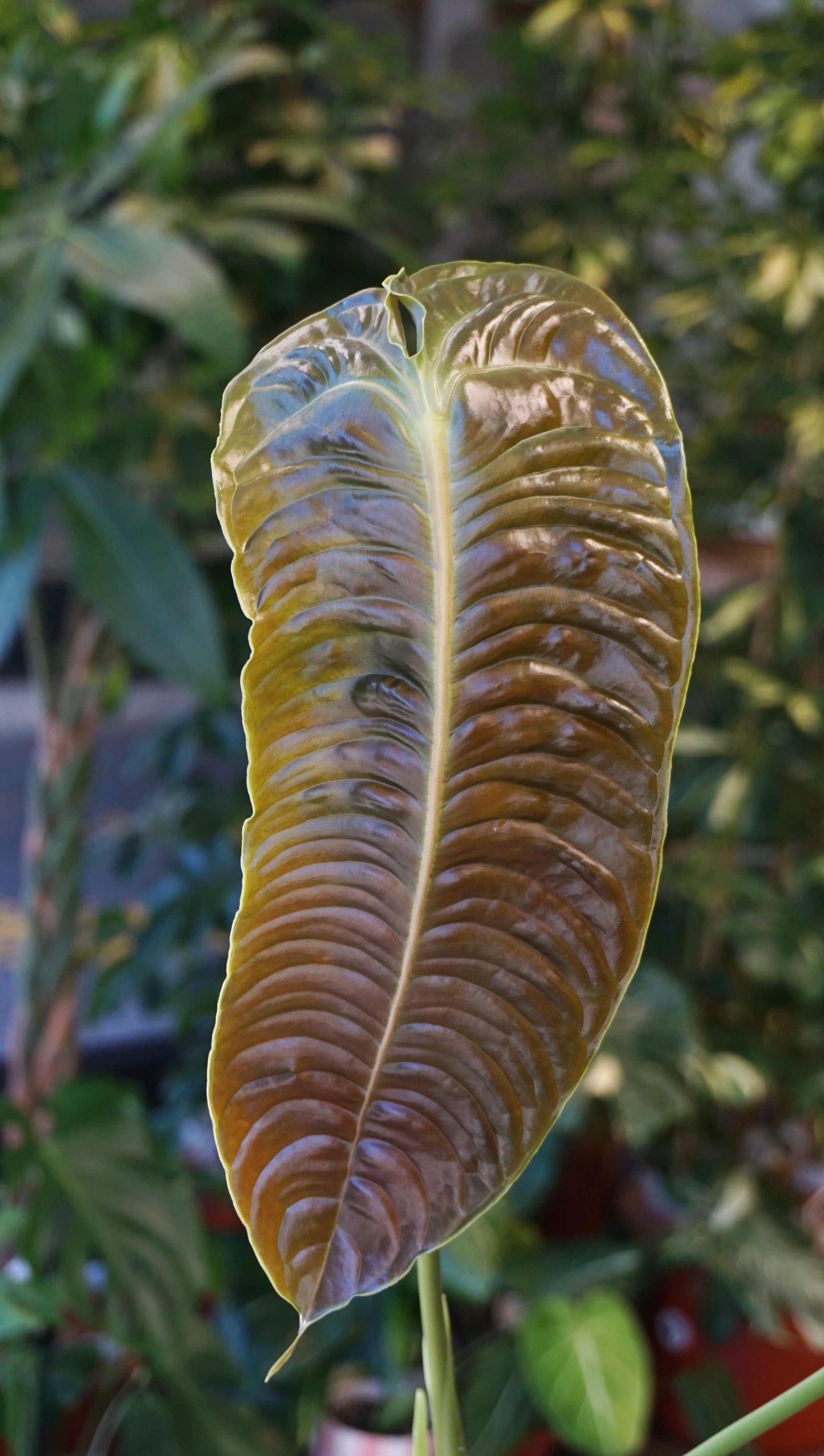 Anthurium Veitchii Narrow studio plantes rares jungle jardinerie strasbourg rare plant shop online pflanzen new leaf zoom