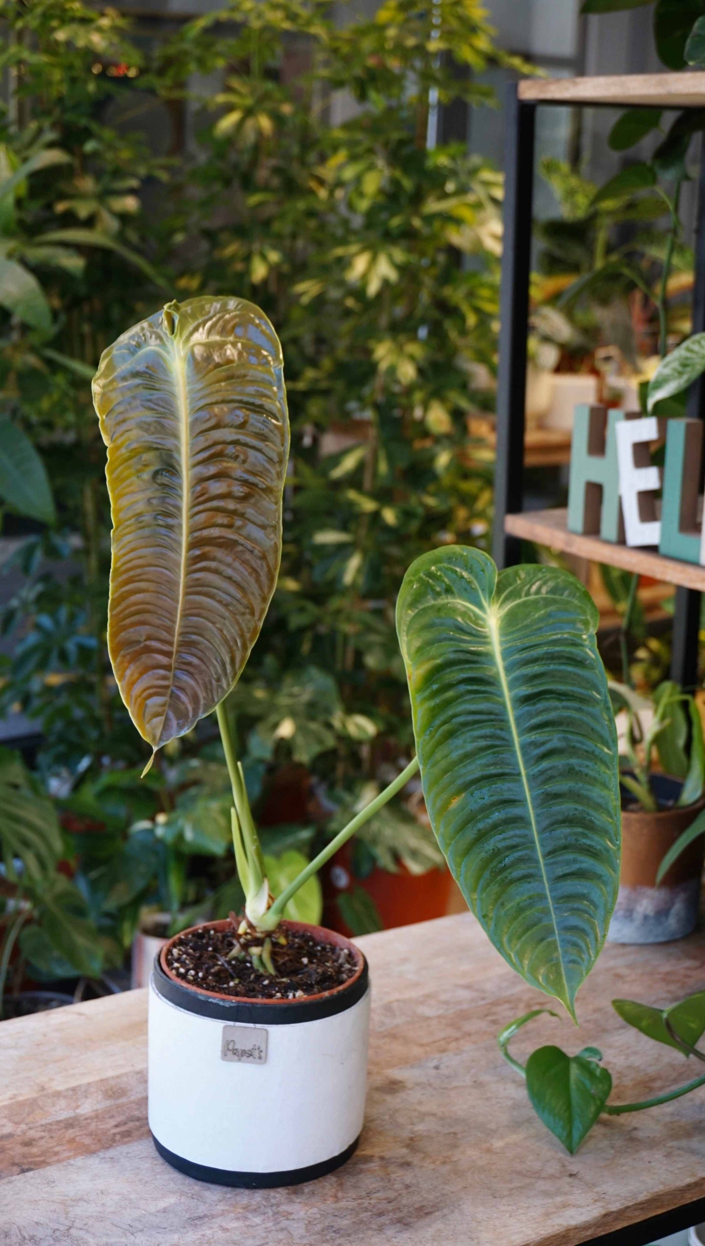 Anthurium Veitchii Narrow studio plantes rares jungle jardinerie strasbourg rare plant shop online pflanzen