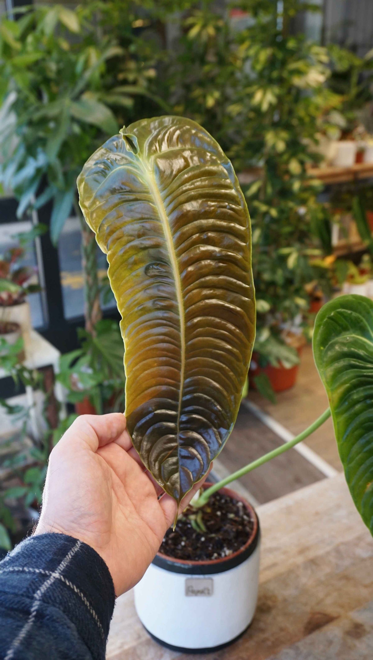 Anthurium Veitchii Narrow studio plantes rares jungle jardinerie strasbourg rare plant shop online pflanzen size