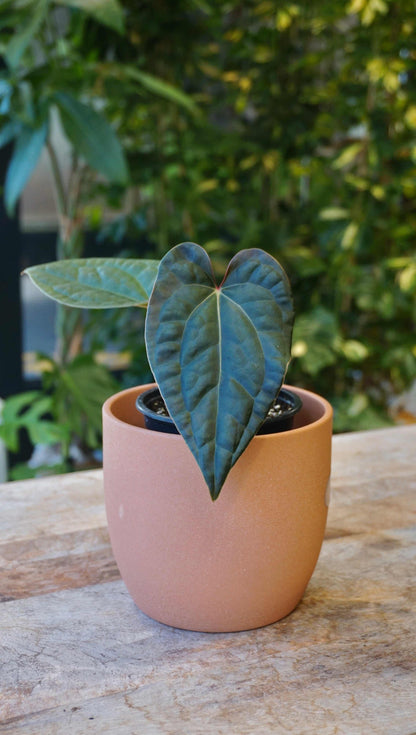 anthurium michelle x zara Anthurium (Zara x Michelle) x Luxurians | Rare plant