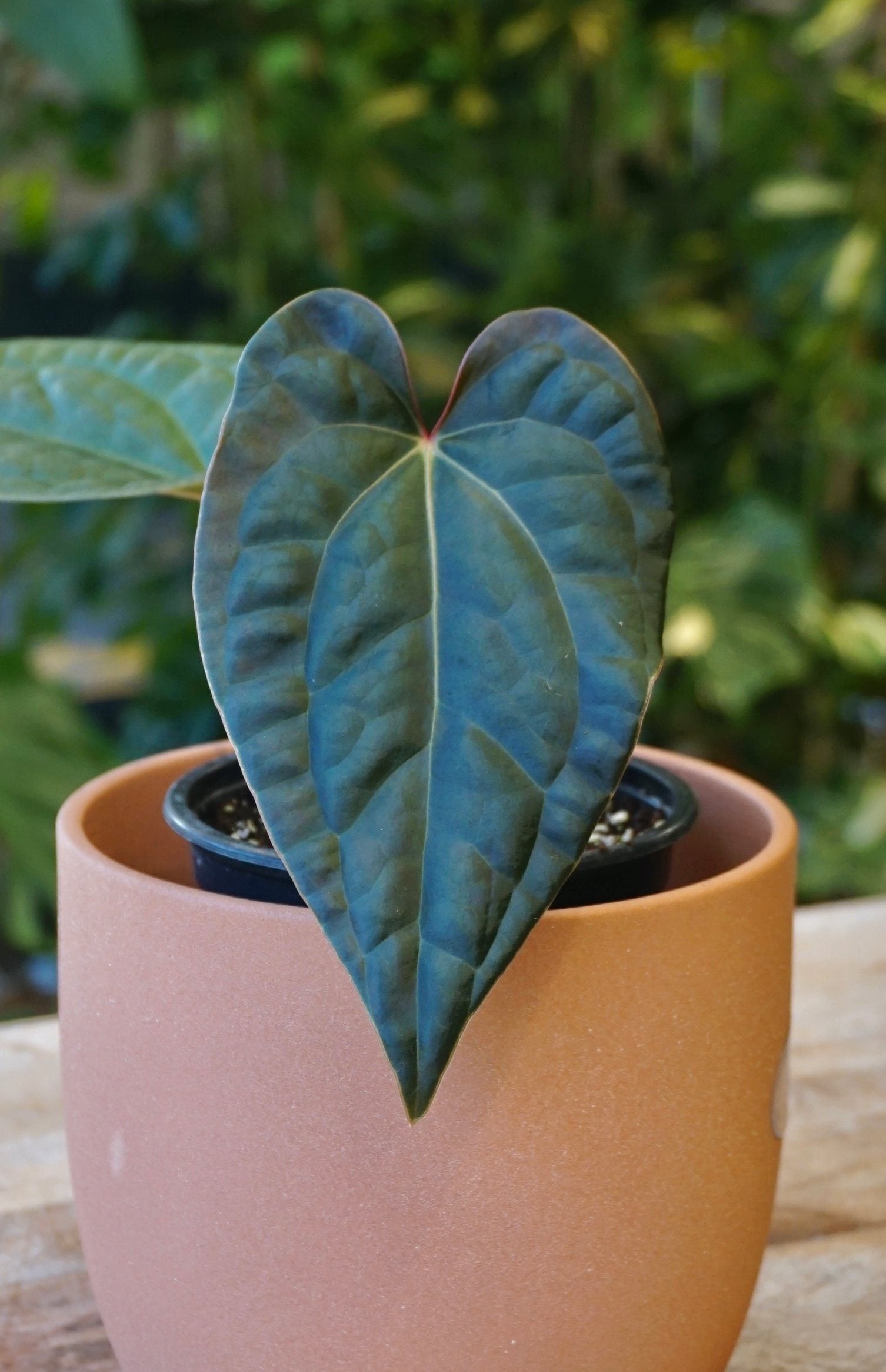 anthurium bleu Anthurium (Zara x Michelle) x Luxurians | Plante rare
