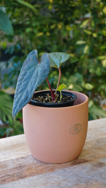 anthurium zara x michelle Anthurium (Zara x Michelle) x Luxurians | Rare plant
