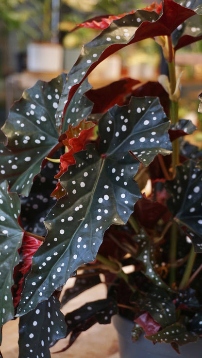 Begonia Maculata Black Forest studio plantes rares jungle jardinerie strasbourg rare plant shop online pflanzen leaf detail