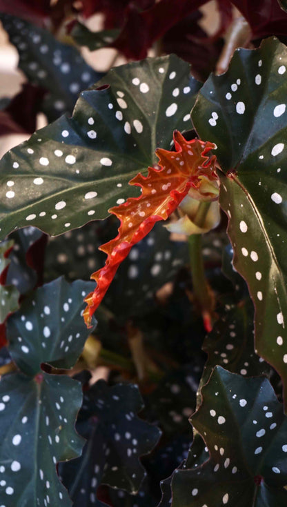 Begonia Maculata Black Forest studio plantes rares jungle jardinerie strasbourg rare plant shop online pflanzen new leaf