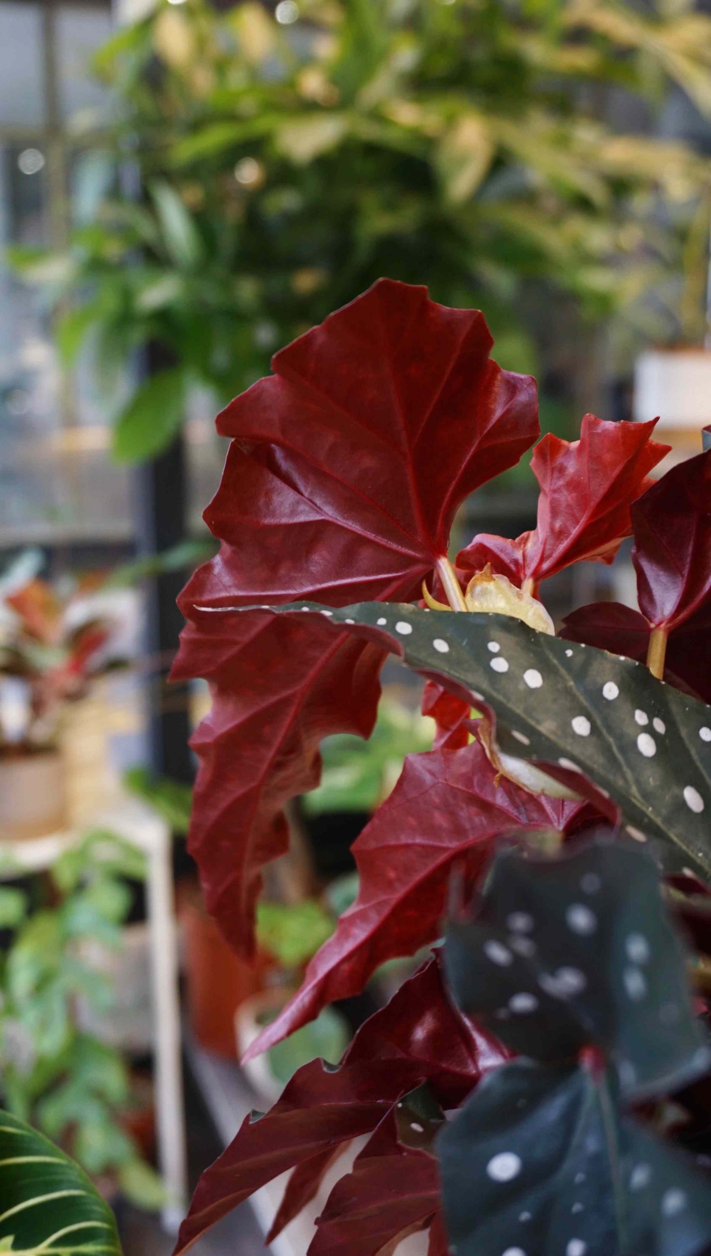 Begonia Maculata Black Forest studio plantes rares jungle jardinerie strasbourg rare plant shop online pflanzen back of the leaf