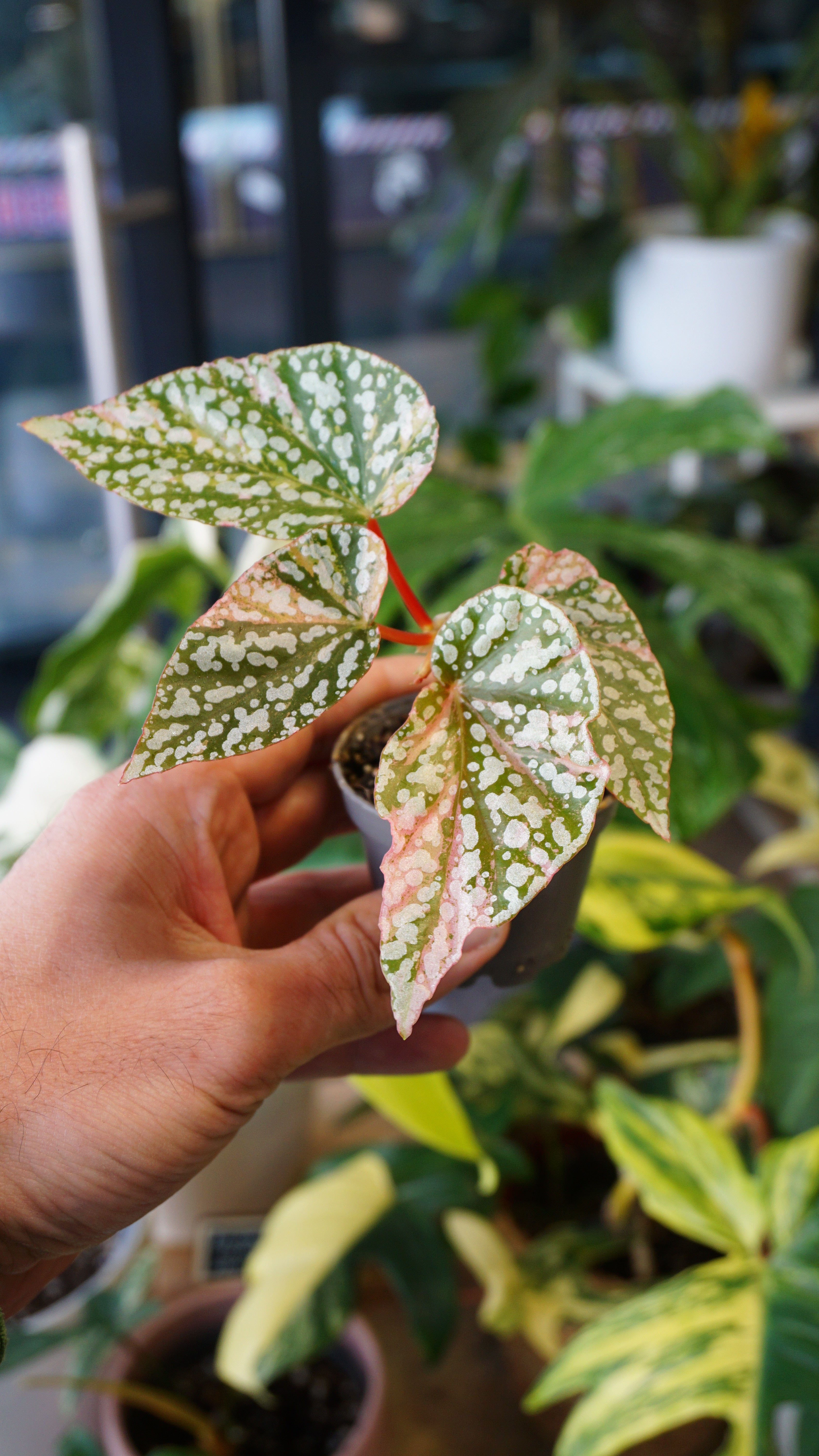 Begonia Snow capped Variegata | Rare plant | Studio Plants